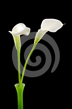Beautiful white Calla lilly in green vase