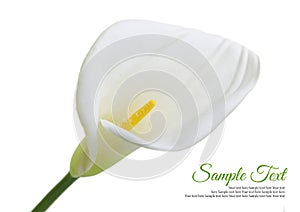 Beautiful white Calla lily