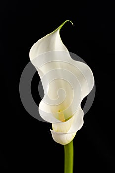 Beautiful white calla lily flower on a black background. Refined and elegant stalk