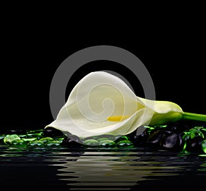 Beautiful white Calla lily photo