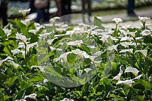 A beautiful white Calla lilys in a green soil background.