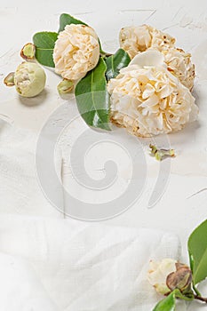 Beautiful white camellia, Camellia japonica Nobilissima in bloom