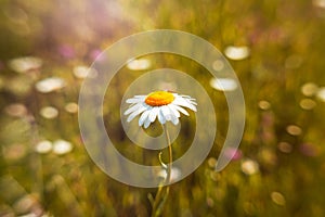 Beautiful white camomile, outdoor, nature