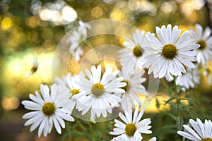 Beautiful white camomiles daisy flowers on green garden