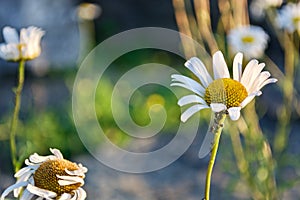 Beautiful white camomiles