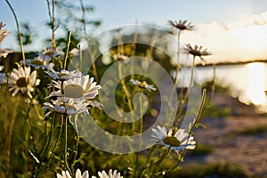 Beautiful white camomiles