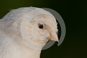 Beautiful white canary