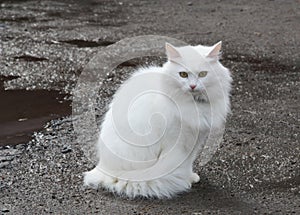 Hermoso blanco gato 