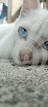 beautiful white cat