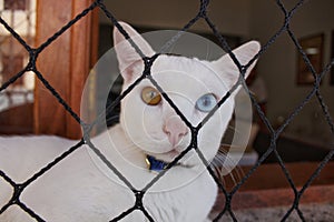 Beautiful white cat with bicolored eyes photo