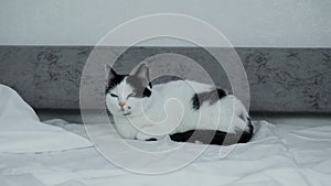 A beautiful white cat with black spots sits on a sofa. Home clean and sleek cat, travel from the slider, close-up