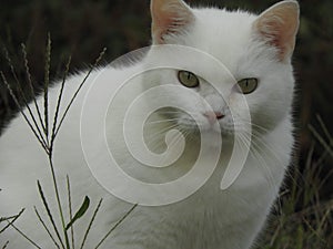 Beautiful white cat with camera and grass