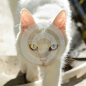 Beautiful white Cat with Heterochromatic eyes