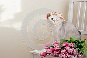 A beautiful white cat in a crown of pink flowers, sits with bouquet of pink tulips, on a light background.