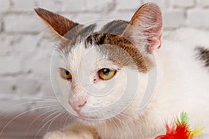 Beautiful white cat lies with toys close-up photo