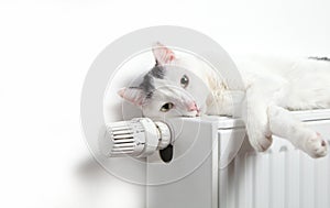 Beautiful white cat relaxing on the radiator closeup.