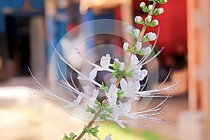 The beautiful white cat& x27;s whisker plant has several benefits, one of which is helping respiratory problems