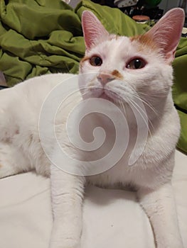Beautiful white cat sad stoned home