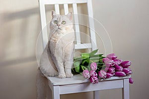 A beautiful white cat sits with bouquet of tulips, on a light background.