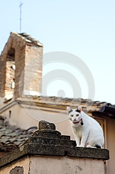 A beautiful white cat sits and watches the passersby. Castel Gandolfo. Italy.