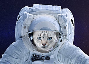 Beautiful white cat in a spacesuit of an astronaut in space