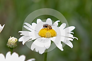 Beautiful white chamomile