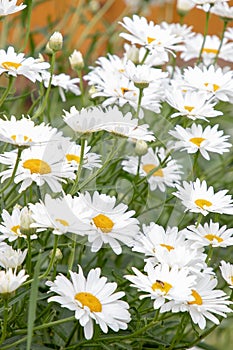 Beautiful white chamomile