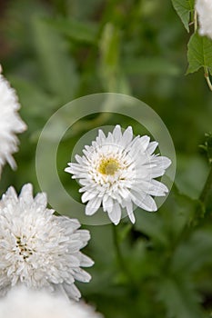 Beautiful white chamomile