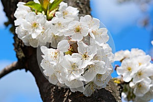 Beautiful white cherry blossom against blue sky. Spring seasonal background