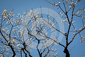 Beautiful white cherry blossom flowers and blue sky Japan