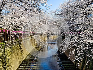 Beautiful white cherry blossom or sakura full bloom at the Meguro