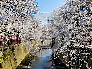 Beautiful white cherry blossom or sakura full bloom at the Meguro