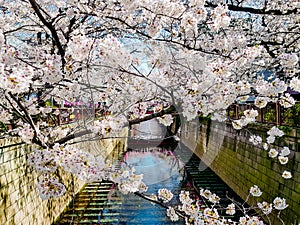 Beautiful white cherry blossom or sakura full bloom at the Meguro