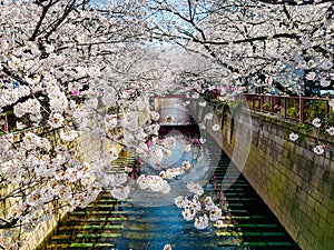 Beautiful white cherry blossom or sakura full bloom at the Meguro