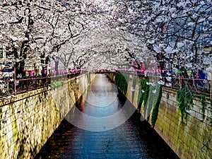 Beautiful white cherry blossom or sakura full bloom at the Meguro