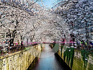 Beautiful white cherry blossom or sakura full bloom at the Meguro
