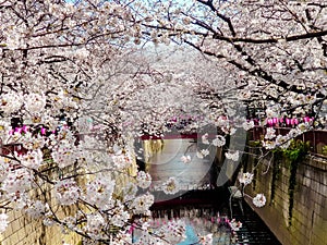 Beautiful white cherry blossom or sakura full bloom at the Meguro