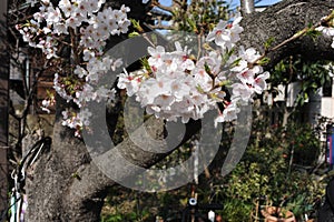 Beautiful white cherry blossom sakura trees flowers in full bloom in a park in spring in Japan