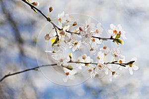 Beautiful white cherry blossoms