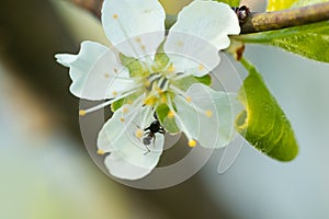 Beautiful white cherry flowers with ant in the garden