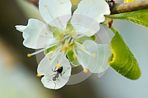 Beautiful white cherry flowers with ant in the garden