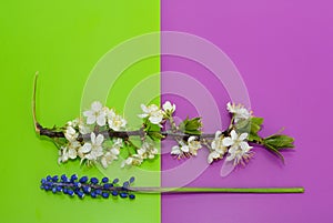 Beautiful white cherry flowers branch and muscari flower on green and pink background.