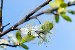 Beautiful white cherry flowers with raindrops in the garden