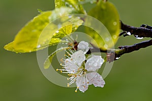 Beautiful white cherry flowers with raindrops in the garden