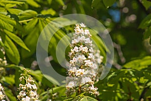 Beautiful white chestnut flowers on a background of bright green leaves