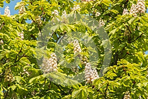 Beautiful white chestnut flowers on a background of bright green leaves