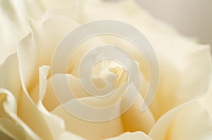 Beautiful White Chocolate or Creme rose petals close up with soft focus. photo