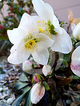 Beautiful white christrose