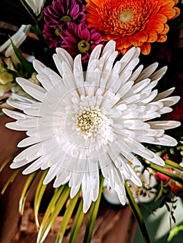 Beautiful white Chrysanthemum flower