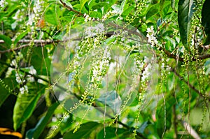 Beautiful white Citharexylum Spinosum flower on its branches in a spring season at a botanical garden.